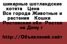 шикарные шотландские котята › Цена ­ 15 000 - Все города Животные и растения » Кошки   . Ростовская обл.,Ростов-на-Дону г.